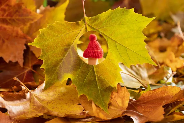 Child Thumb Woolen Hat Peeking Hole Yellow Autumn Leaf Enjoying — Stock Photo, Image