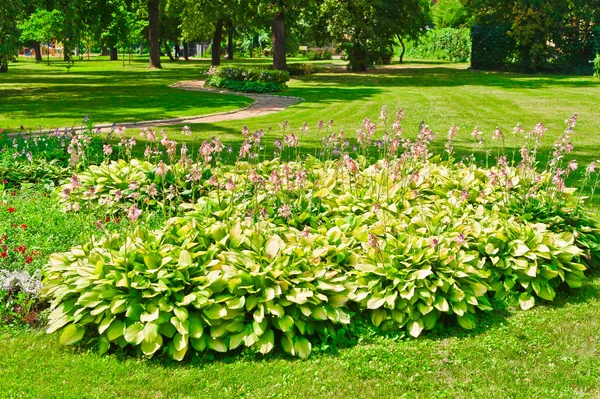 Blomma säng — Stockfoto