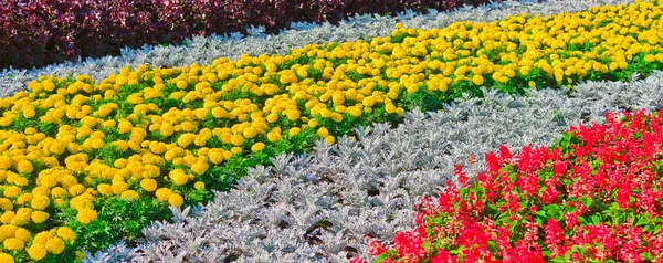 Decorative flower bed — Stock Photo, Image