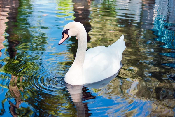 Bílá labuť na vodě — Stock fotografie