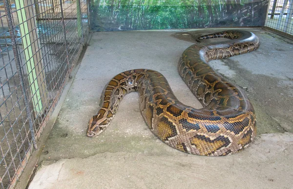 タイガー python — ストック写真