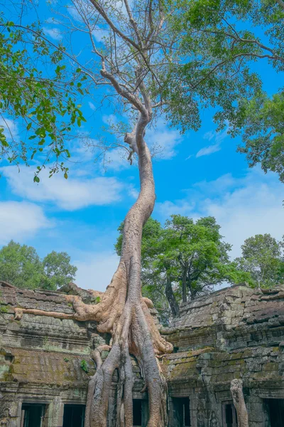 Grande árvore no Templo de Ta Prohm — Fotografia de Stock