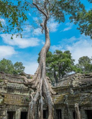 büyük, ta prohm Tapınağı ağaç