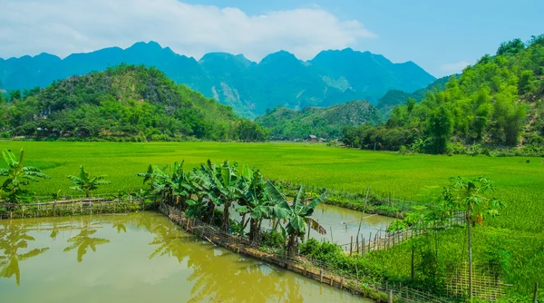 Pemandangan musim panas dengan lapangan hijau dan pegunungan — Stok Foto