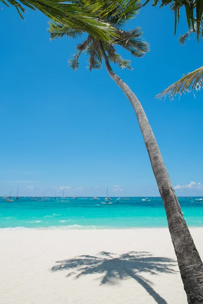 Hindistan cevizi hurma ile tropikal beyaz kum plaj — Stok fotoğraf