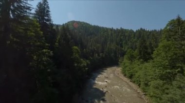Kozalaklı Orman ile çevrili Fırtına Dağı Nehri. Kirli ve Hızlı Su. Yüksekten ateş ediliyor. Yoğun Orman Üzerindeki Güneşli Gökyüzünü Temizle.