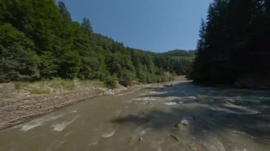Kozalaklı Orman ile çevrili Fırtına Dağı Nehri. Kirli ve Hızlı Su. Yüksekten ateş ediliyor. Yoğun Orman Üzerindeki Güneşli Gökyüzünü Temizle.