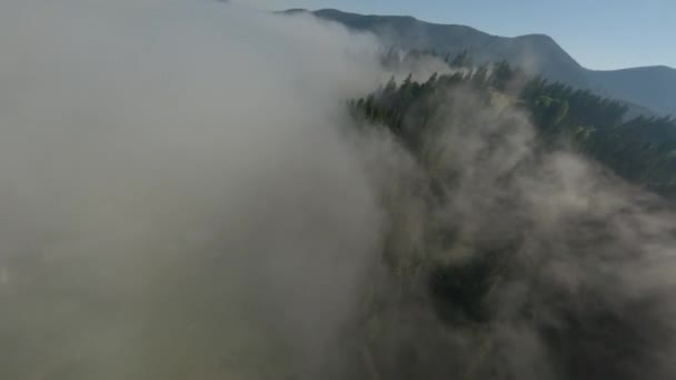 Bergen Bossen Hoogte Wolken Dikke Witte Mist Boven Bergen Naaldbos — Stockvideo