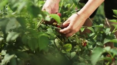 Adamın biri çalılıktan ahududu koparmış. Bazı meyveler henüz olgunlaşmadı..