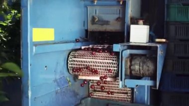 Hasatçı kiraz topluyor. Makine böğürtlen topluyor. Kirazlar Taşıyıcıda Taşınır.