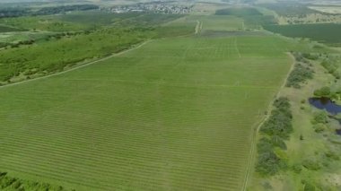 Hava görüntüsü. Büyük bir ahududu tarlası. İnsanlar böğürtlen toplar. Düzenli Sıralara Ekilmiş Bitkiler.
