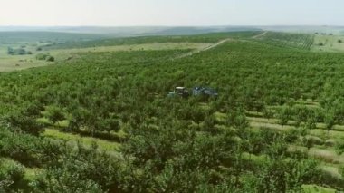 Hava görüntüsü. Büyük bir meyve bahçesi. Kirazlar düzgün sıralarda ekilir. Hilly Arazisi. Hasatçı kiraz topluyor. Traktör Birleştirmeyi Çeker. Makine Böğürtlen Toplar.