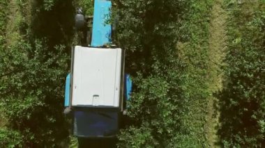 Hava görüntüsü. Hasatçı kiraz topluyor. Traktör Birleştirmeyi Çeker. Rake Knocks Böğürtlenleri. Makine böğürtlen topluyor. İnsanlar bir meyve hasatçısının yanında çalışıyor..
