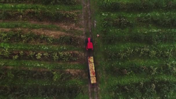 Luftaufnahme Traktor Transportiert Äpfel Auf Anhänger Schöne Landschaft Des Herbstgartens — Stockvideo