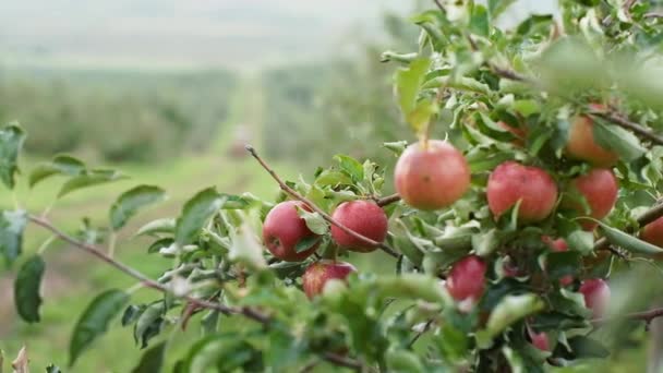 Close Ramo Bonito Com Maçãs Muita Fruta Cresce Sobre Árvore — Vídeo de Stock