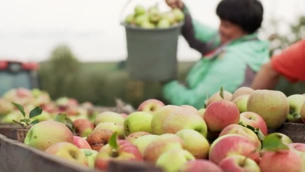 リンゴを収穫する 果実はバケツに入っています トレーラーに注ぎ込まれたリンゴ — ストック動画