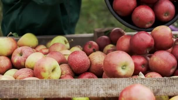 收获苹果 成熟的水果在一个篮子里 苹果倒进拖车里 工人排布产品 — 图库视频影像