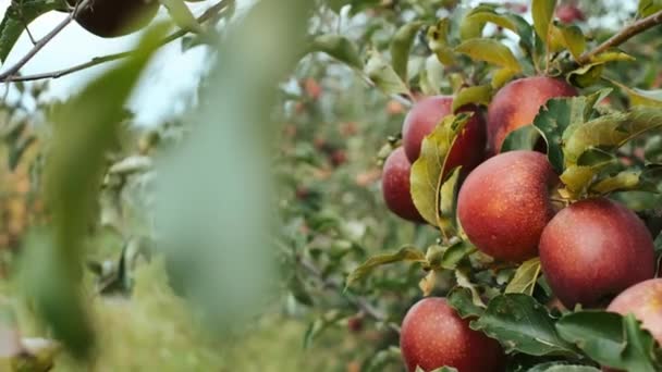 接近中だ アップルとの美しい支店 木の上で果物が育つ りっぴりアップル — ストック動画