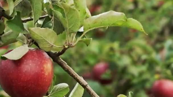 Primer Plano Manzanas Rasgan Rama Frutas Maduras Crecen Árbol — Vídeos de Stock