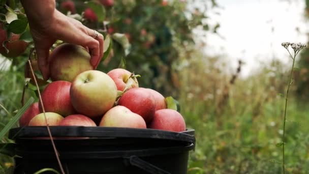 Close Harvesting Apples Ripe Fruit Collected Bucket — Stockvideo