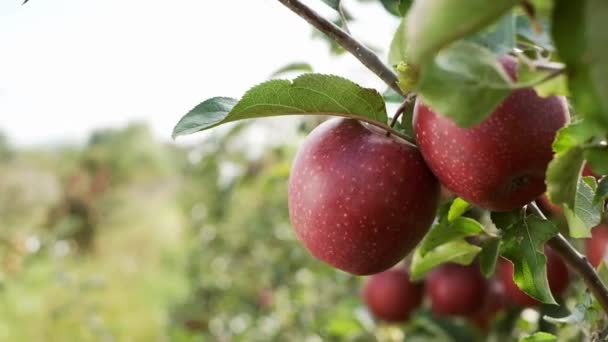 Primer Plano Hermosa Sucursal Con Manzanas Las Frutas Crecen Árbol — Vídeos de Stock