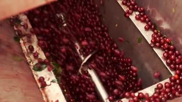 生产果汁的现代植物 Ripe Berries被注入掩体奥格人把樱桃喂入加工机 — 图库视频影像