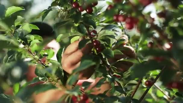 Ember Cseresznyét Gyűjt Egy Fáról Bogyók Egy Ágon Nőnek Cseresznye — Stock videók