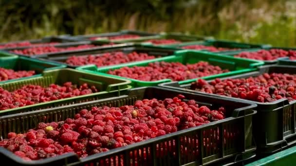 Close Harvesting Raspberries Ripe Berry Lies Boxes — Vídeo de Stock