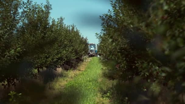 Tractor Trabaja Huerto Máquina Recoge Cerezas — Vídeo de stock