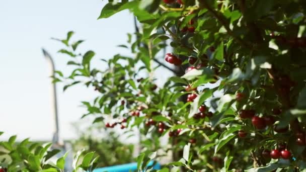 Tractorul Lucrează Livadă Machine Picks Cherries Fructele Cresc Ramură Cireșele — Videoclip de stoc