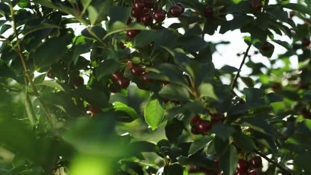 Piękne Drzewo Wiśniami Jagody Rosną Gałęzi Wiśnie Dojrzałe — Wideo stockowe