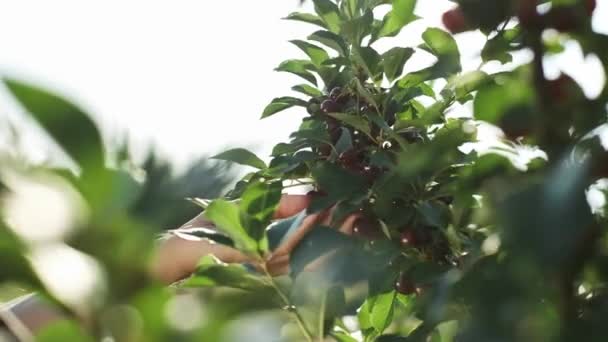 Homem Tirou Cerejas Uma Árvore Árvore Bonita Com Cerejas Bagas — Vídeo de Stock