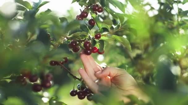 Man Playing Cherries Beautiful Tree Cherries Berries Grow Branch Cherries — Stock Video