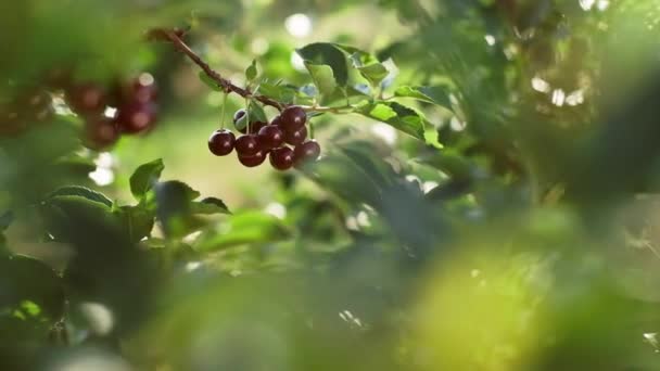 Uomo Tolto Ciliegie Albero Bellissimo Albero Con Ciliegie Bacche Crescono — Video Stock