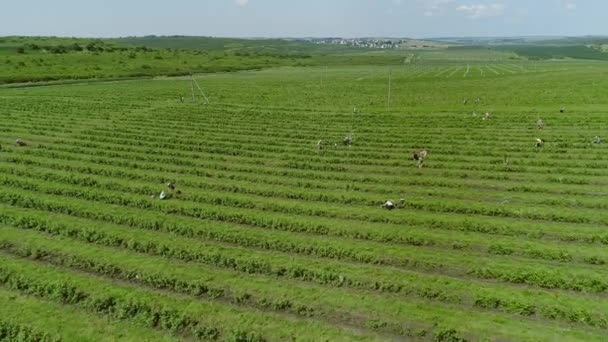 Вид Повітря Велика Плантація Малини Люди Вибирають Ягоди Рослини Посаджені — стокове відео