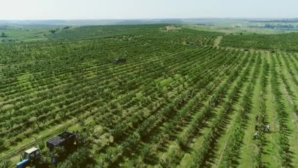 Vista Aerea Grande Frutteto Raccolta Delle Ciliegie Trattore Tira Rimorchio — Video Stock