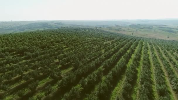 Aerial View Large Orchard Cherries Planted Neat Rows Hilly Terrain — Stock Video