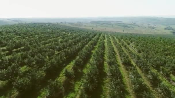 Hava Görüntüsü Büyük Bir Meyve Bahçesi Kirazlar Düzgün Sıralarda Ekilir — Stok video