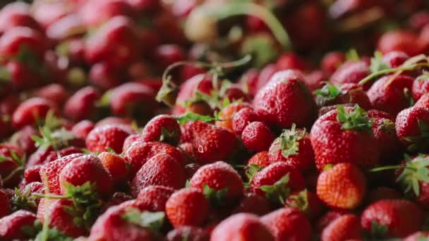 Olgun Çilekler Hasat Edilen Çilekler Güzel Red Berry Yakın Plan — Stok video