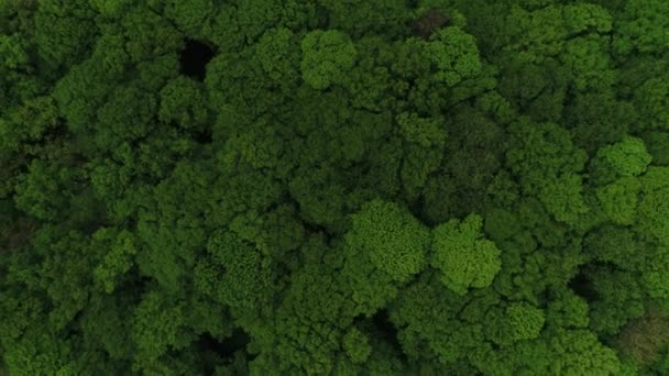 Hutan Eropa Timur Tampilan Udara — Stok Video