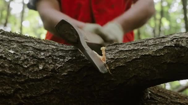 Κόβει Κλαδί Στο Δέντρο Πεσμένο Ξύλο Πληγή Στο Δέντρο Δασοκομία — Αρχείο Βίντεο