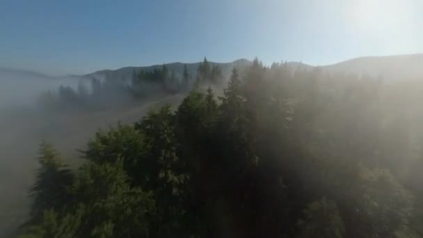 山と森の高さの雲 山の上の厚い白い霧 針葉樹林 — ストック動画