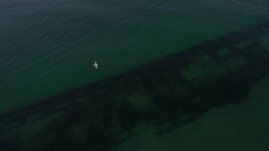 Yüksek hızda bir deniz. Kuş gibi uçuyor ve denizin üzerinde daireler çiziyor. Harika Güneşli Gün.