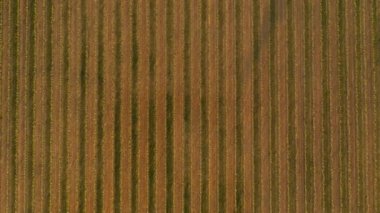 Grape Fields. Top View. Parallel Lines Of Vineyards. Looks Like Texture.