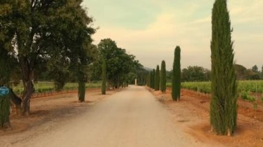 Grape Fields. Parallel Lines Of Vineyards. Italy.