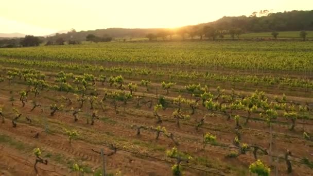 Grape Fields Parallel Lines Vineyards Italy — Stock videók