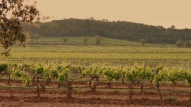 Grape Fields. Parallel Lines Of Vineyards. Italy.