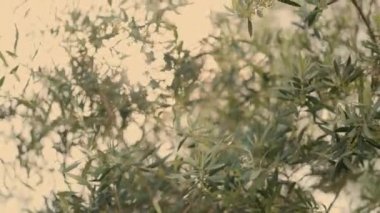 Wind Moves Leaves On Tree. Sunny Day. Green Leaves On Background Of Sunny Sky.