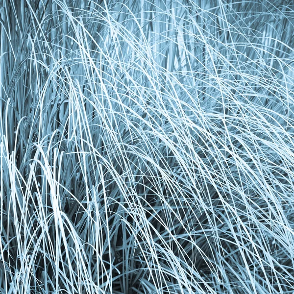 Abstract Background of grass — Stock Photo, Image