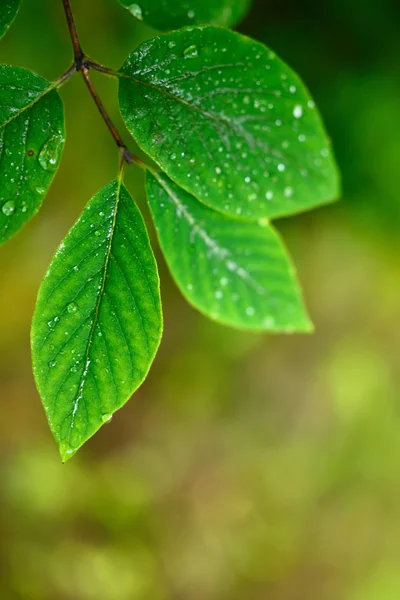 Folhas verdes fundo — Fotografia de Stock